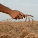 Британские ученые исследуют древнюю пшеницу в поисках устойчивых сортов