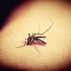 Для борьбы с комарами-переносчиками малярии нужно просто добавить мыло