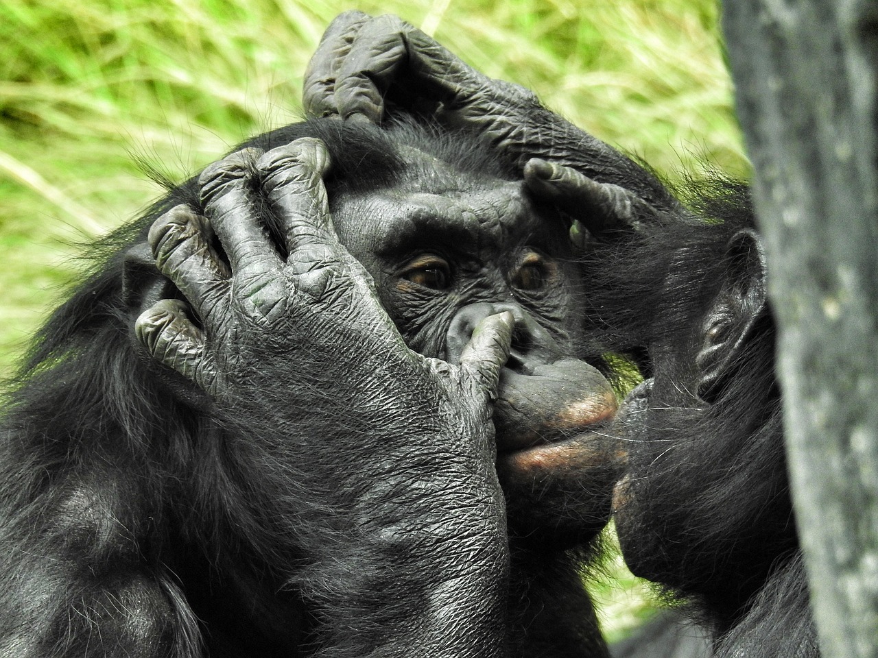 Система невербального общения общая как у человека, так и у прочих приматов