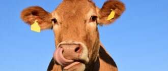 В РАН создана недорогая газовая установка для стерилизации кормов для животных