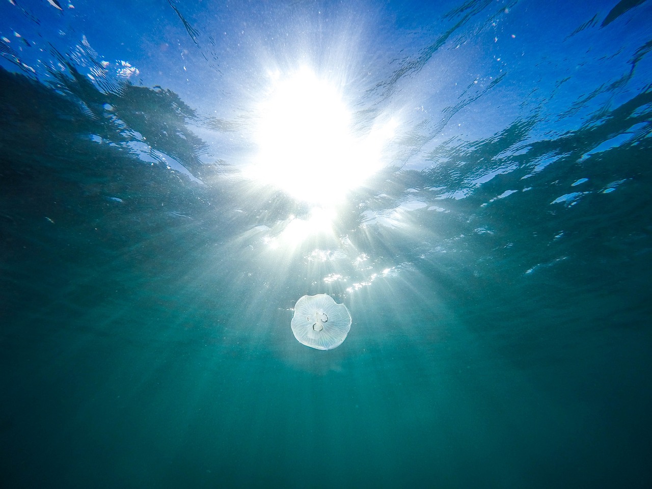Японскими учеными открыт новый вид прозрачных медуз с красным крестом