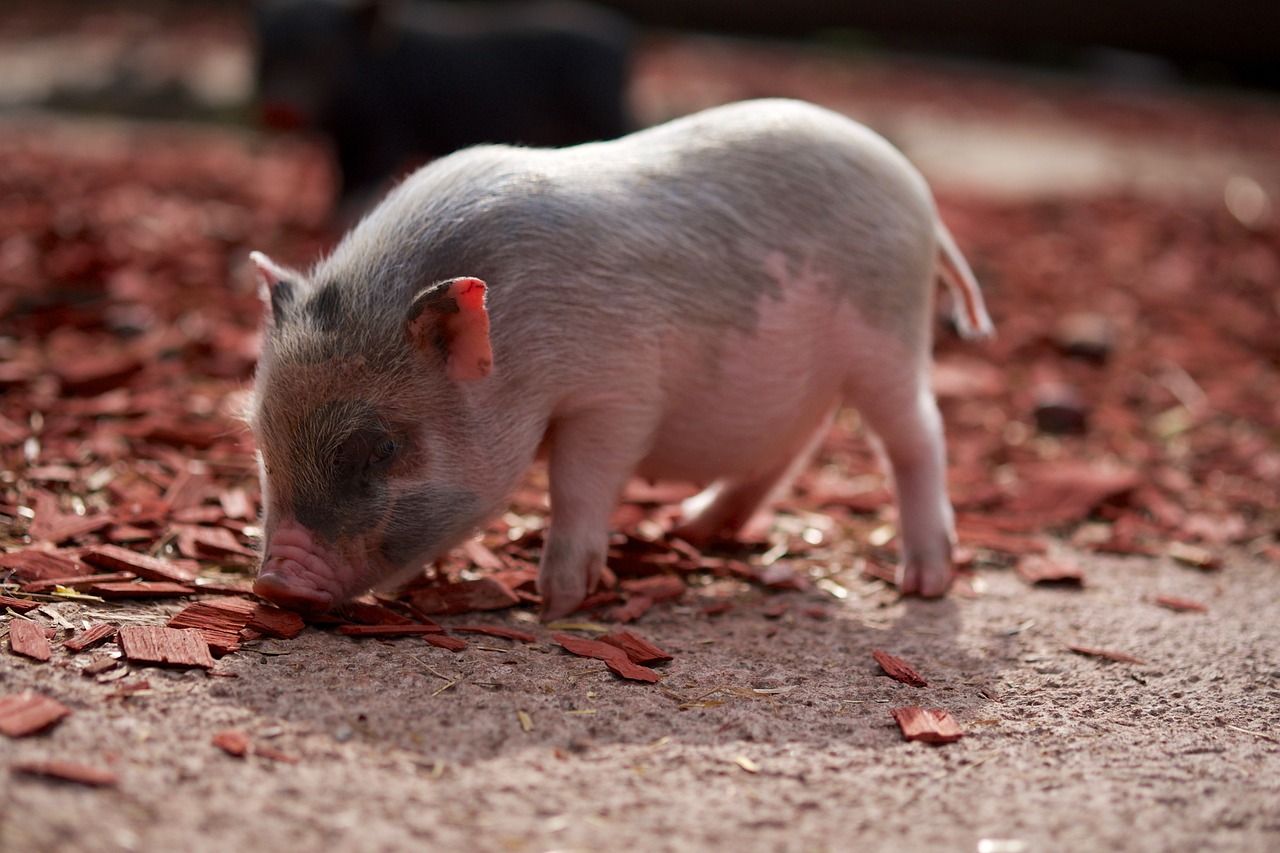 Японские ученые впервые вывели свинью для пересадки органов человеку