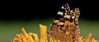 Исследование показало, что является причиной узора на крыльях бабочек