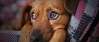 Домашние собаки могут быть носителями устойчивых к антибиотикам бактерий