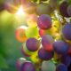 Ученые выявили, что виноград может добавить 5 лет жизни