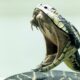 Ученые синтезировали антитело, нейтрализующее самый смертельный змеиный яд